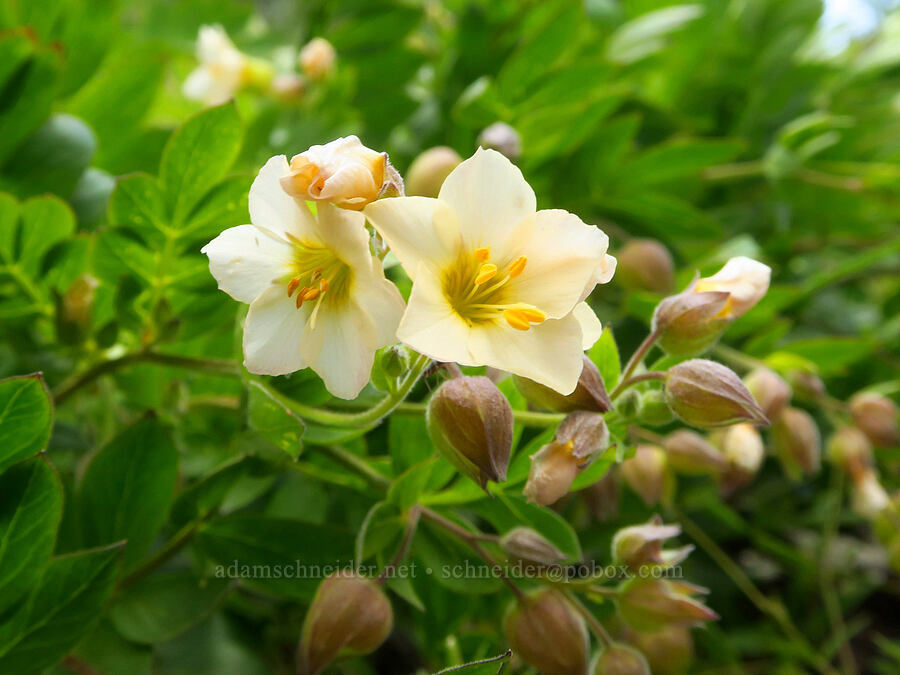 Oregon Jacob's-ladder (Polemonium carneum) [Grizzly Peak Trail, Cascade-Siskiyou National Monument, Jackson County, Oregon]