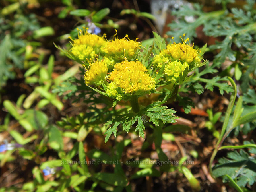 northern sanicle (Sanicula graveolens) [Grizzly Peak Trail, Cascade-Siskiyou National Monument, Jackson County, Oregon]