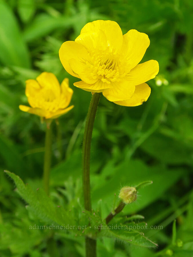 straight-beak buttercup (Ranunculus orthorhynchus var. orthorhynchus) [Grizzly Peak Trail, Cascade-Siskiyou National Monument, Jackson County, Oregon]