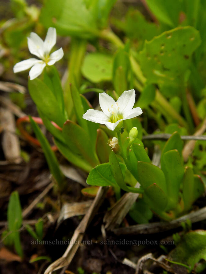 water montia (Montia chamissoi) [Grizzly Peak Trail, Cascade-Siskiyou National Monument, Jackson County, Oregon]