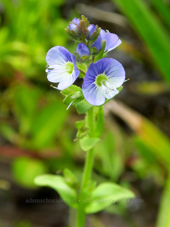 thyme-leaf speedwell (Veronica serpyllifolia ssp. humifusa) [Grizzly Peak Trail, Cascade-Siskiyou National Monument, Jackson County, Oregon]