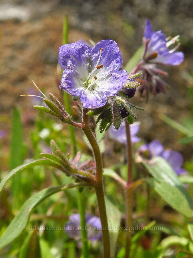 Peck's phacelia (Phacelia peckii) [Grizzly Peak Trail, Cascade-Siskiyou National Monument, Jackson County, Oregon]