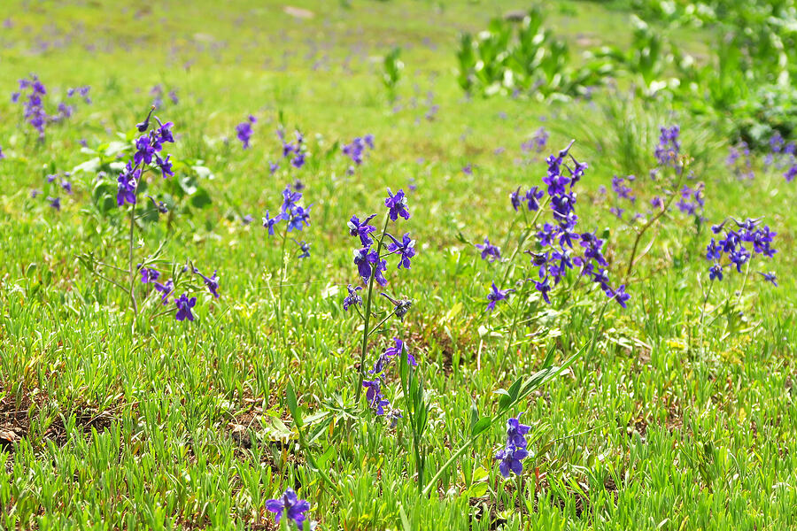 upland larkspur (Delphinium nuttallianum) [Grizzly Peak Trail, Cascade-Siskiyou National Monument, Jackson County, Oregon]