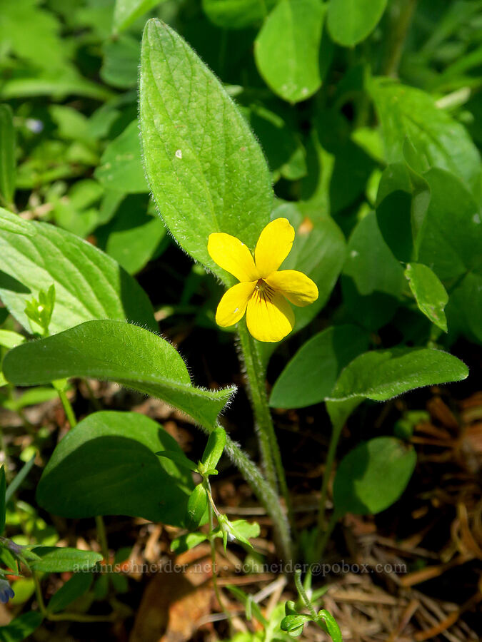 Baker's violet (Viola bakeri (Viola nuttallii var. bakeri)) [Grizzly Peak Trail, Cascade-Siskiyou National Monument, Jackson County, Oregon]