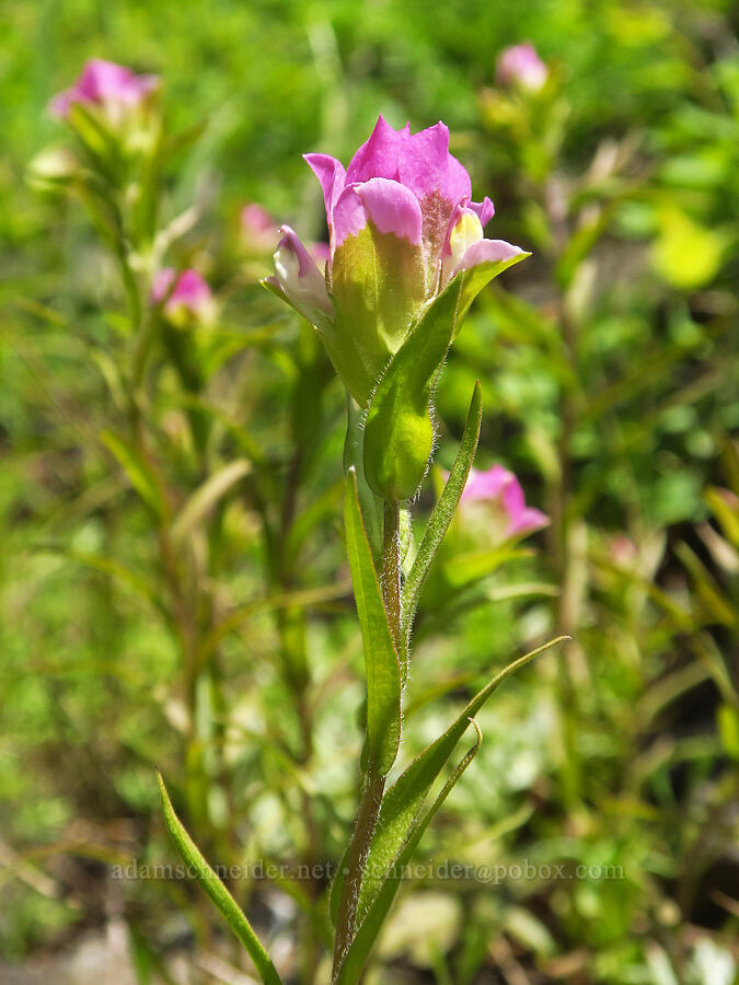 mountain owl's-clover (Orthocarpus imbricatus) [Grizzly Peak Trail, Cascade-Siskiyou National Monument, Jackson County, Oregon]