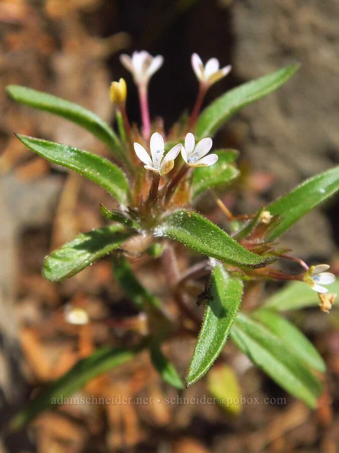 staining collomia (Collomia tinctoria) [Grizzly Peak Trail, Cascade-Siskiyou National Monument, Jackson County, Oregon]