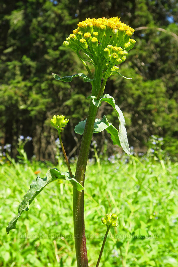 western groundsel (Senecio integerrimus) [Grizzly Peak Trail, Cascade-Siskiyou National Monument, Jackson County, Oregon]