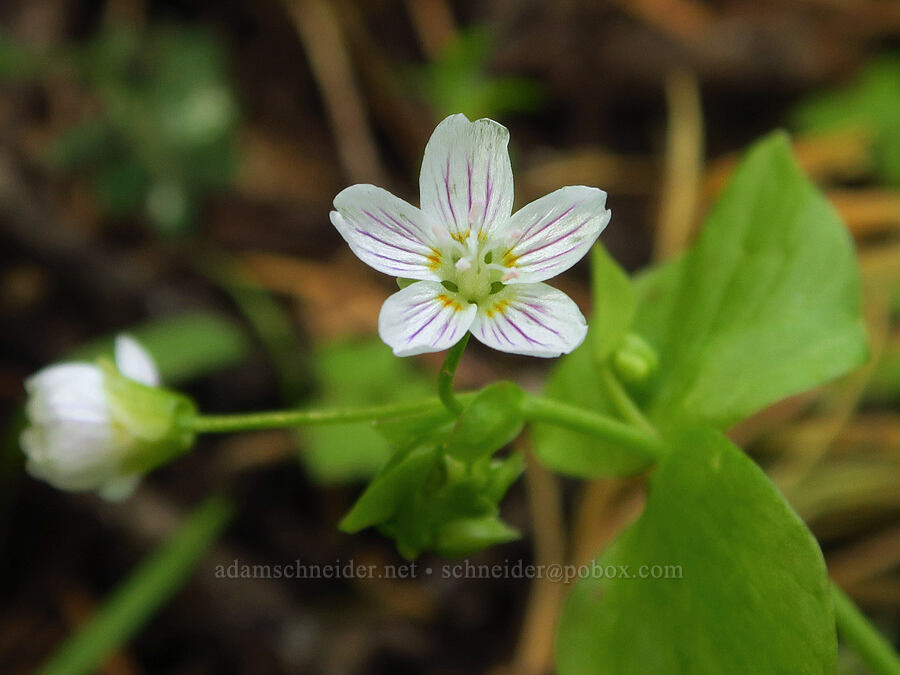 candyflower (Claytonia sibirica (Montia sibirica)) [Grizzly Peak Trail, Cascade-Siskiyou National Monument, Jackson County, Oregon]