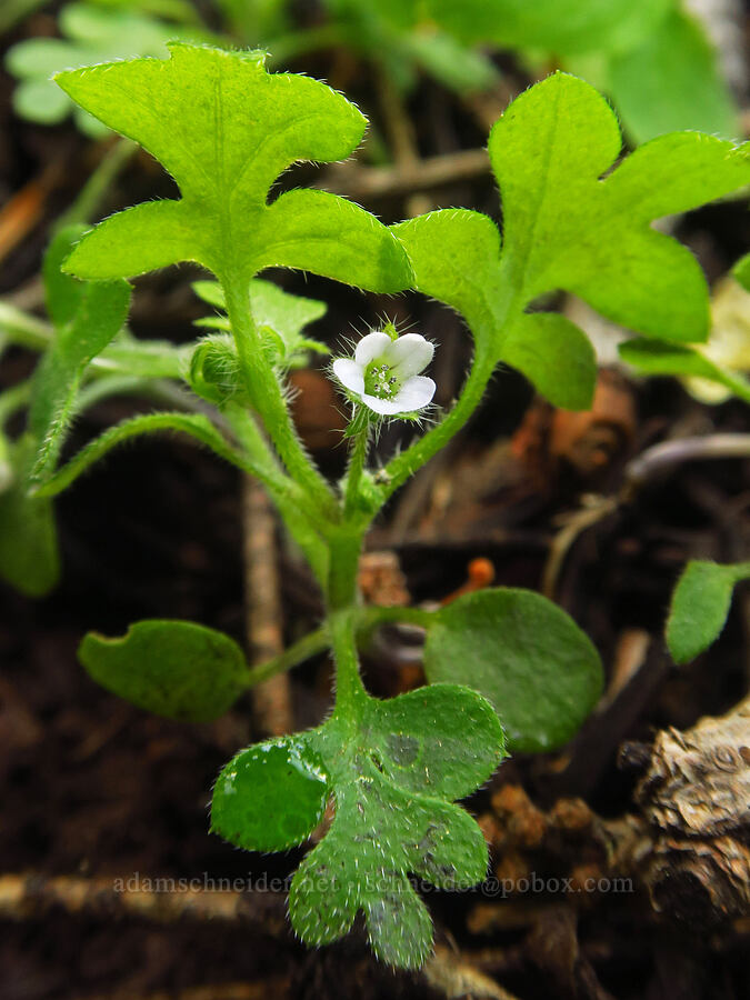 small-flowered nemophila (Nemophila parviflora) [Grizzly Peak Trail, Cascade-Siskiyou National Monument, Jackson County, Oregon]