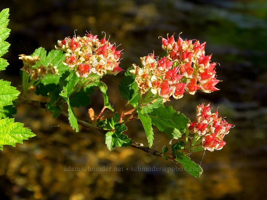Pacific nine-bark, going to seed (Physocarpus capitatus) [Rough and Ready ACEC, Josephine County, Oregon]