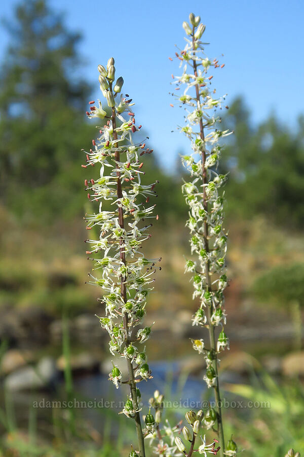serpentine rush lily (Hastingsia serpentinicola (Hastingsia alba)) [Rough and Ready ACEC, Josephine County, Oregon]