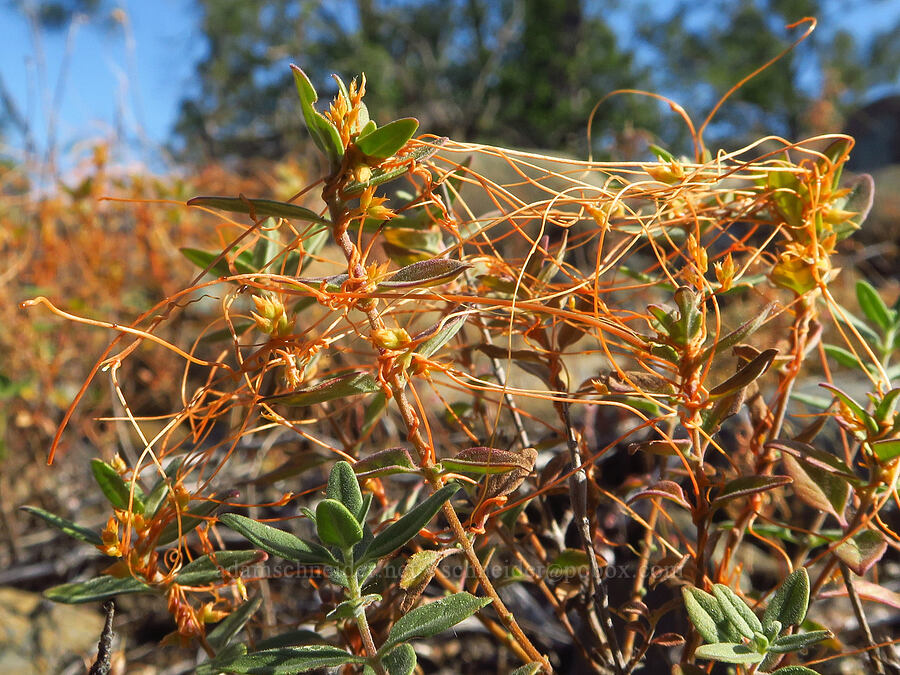 western dodder on coyote mint (Cuscuta occidentalis, Monardella sp.) [Rough and Ready ACEC, Josephine County, Oregon]