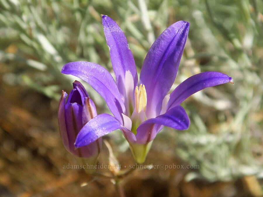 elegant brodiaea (Brodiaea elegans) [Rough and Ready ACEC, Josephine County, Oregon]