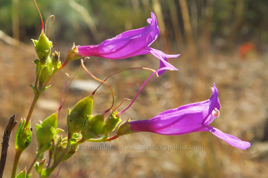 pink azure penstemon (Penstemon azureus var. azureus) [Rough and Ready ACEC, Josephine County, Oregon]
