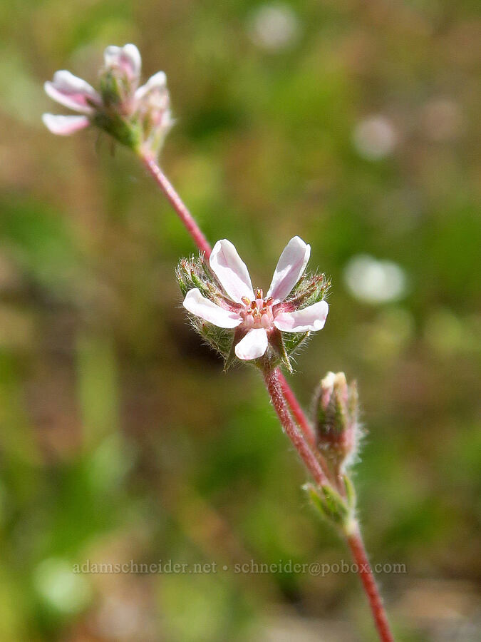 silky horkelia (Horkelia sericata) [Eight Dollar Mountain Botanical Wayside, Rogue River-Siskiyou National Forest, Josephine County, Oregon]