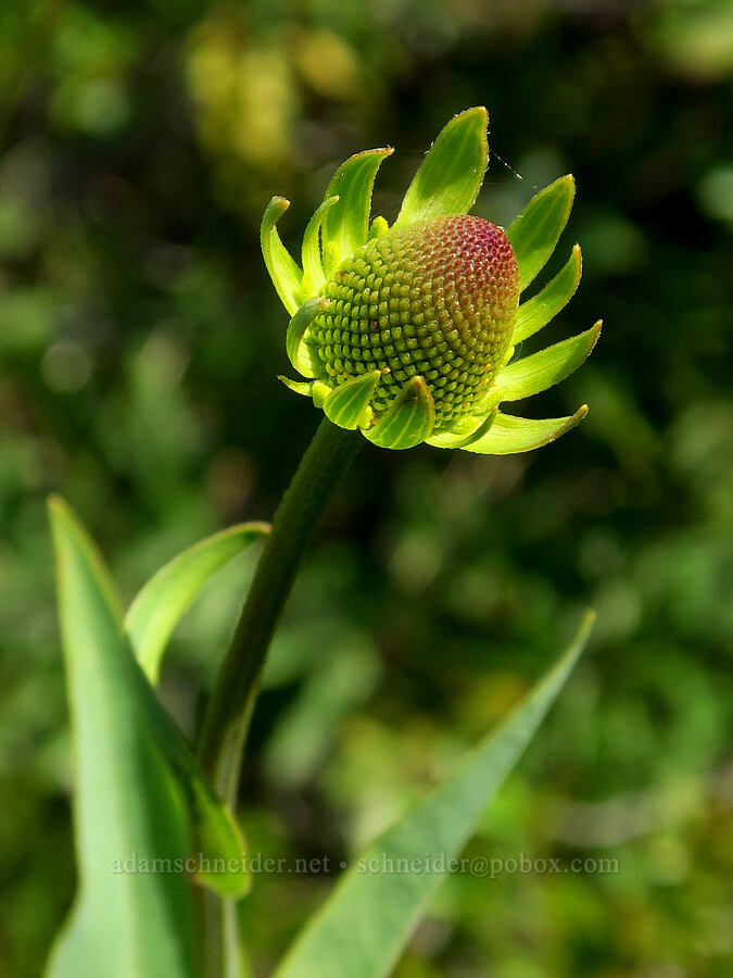 waxy coneflower, budding (Rudbeckia glaucescens (Rudbeckia californica var. glauca)) [Eight Dollar Mountain Botanical Wayside, Rogue River-Siskiyou National Forest, Josephine County, Oregon]