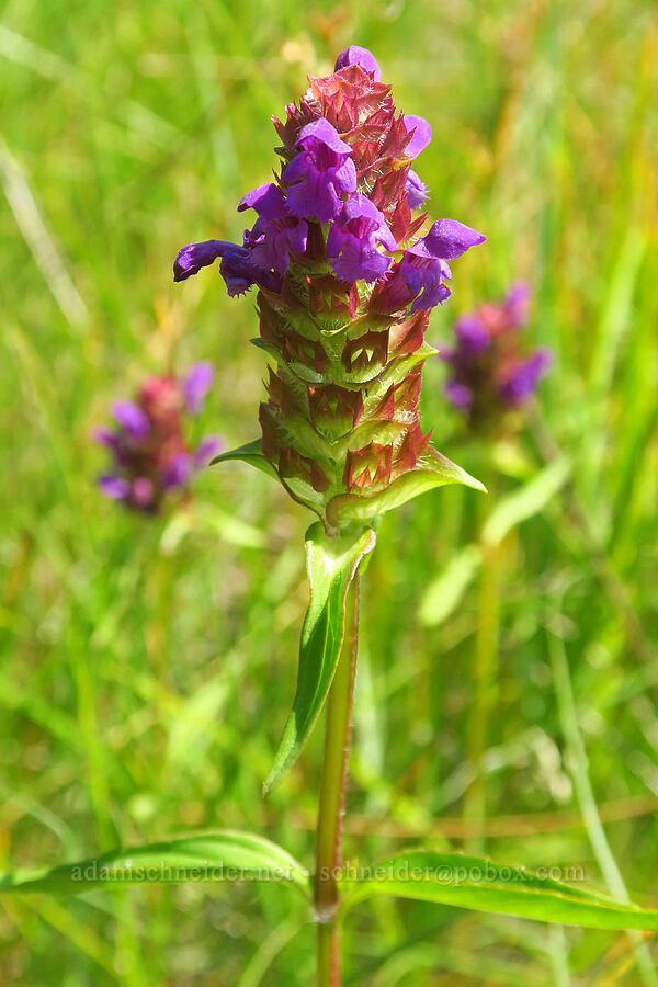 self-heal (Prunella vulgaris) [Eight Dollar Mountain Botanical Wayside, Rogue River-Siskiyou National Forest, Josephine County, Oregon]