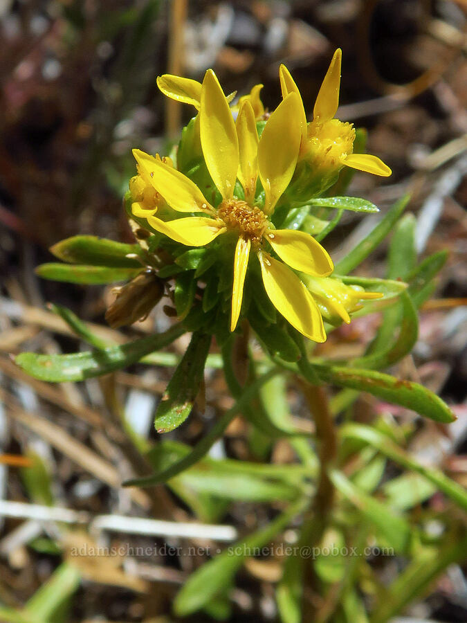 damned yellow composite [Eight Dollar Mountain Botanical Wayside, Rogue River-Siskiyou National Forest, Josephine County, Oregon]
