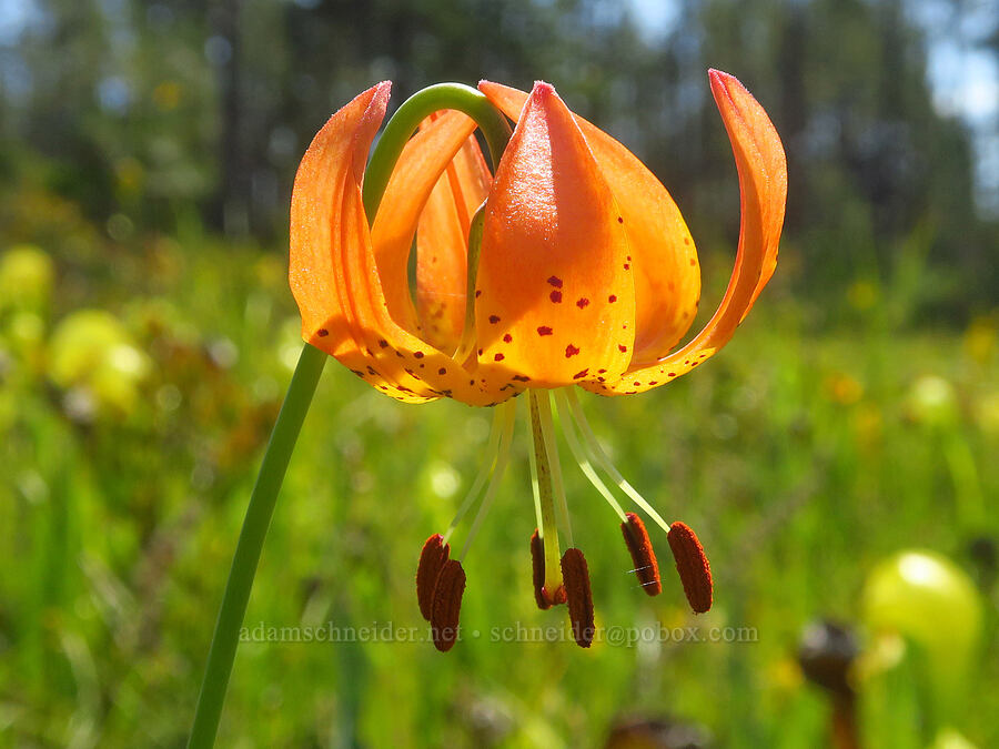 Vollmer's leopard lily (Lilium pardalinum ssp. vollmeri) [Eight Dollar Mountain Botanical Wayside, Rogue River-Siskiyou National Forest, Josephine County, Oregon]