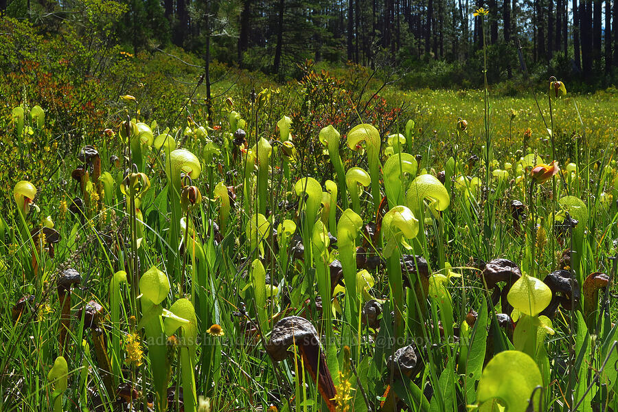 California pitcher plants (Darlingtonia californica) [Eight Dollar Mountain Botanical Wayside, Rogue River-Siskiyou National Forest, Josephine County, Oregon]