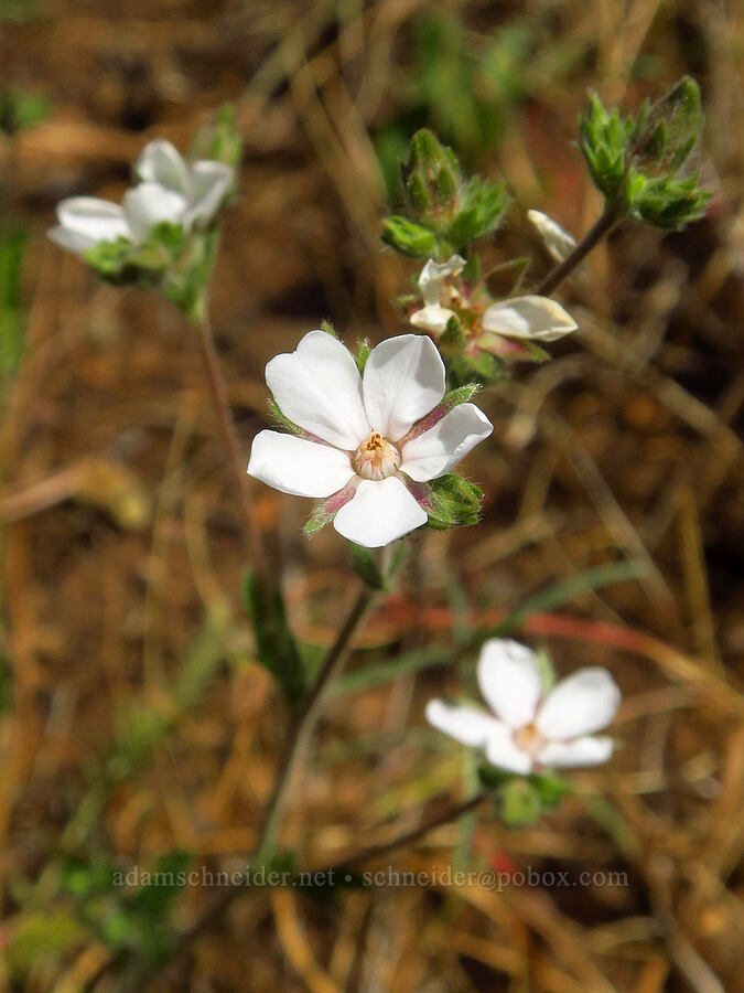 Howell's horkelia (Horkelia howellii) [Days Gulch Botanical Area, Rogue River-Siskiyou National Forest, Josephine County, Oregon]