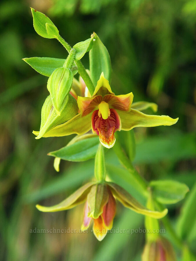 giant stream orchid (Epipactis gigantea) [Days Gulch Botanical Area, Rogue River-Siskiyou National Forest, Josephine County, Oregon]