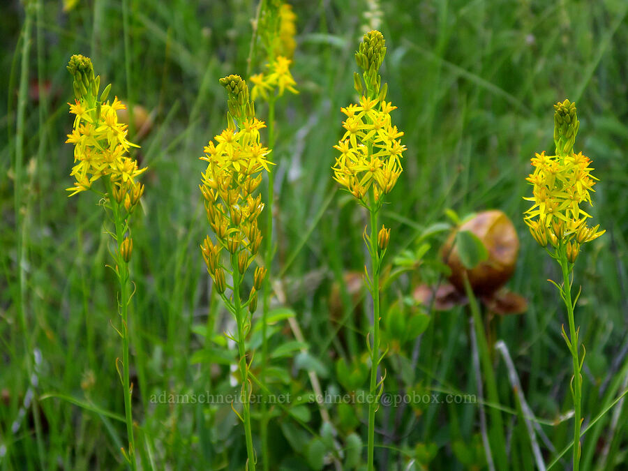 California bog asphodel (Narthecium californicum) [Days Gulch Botanical Area, Rogue River-Siskiyou National Forest, Josephine County, Oregon]