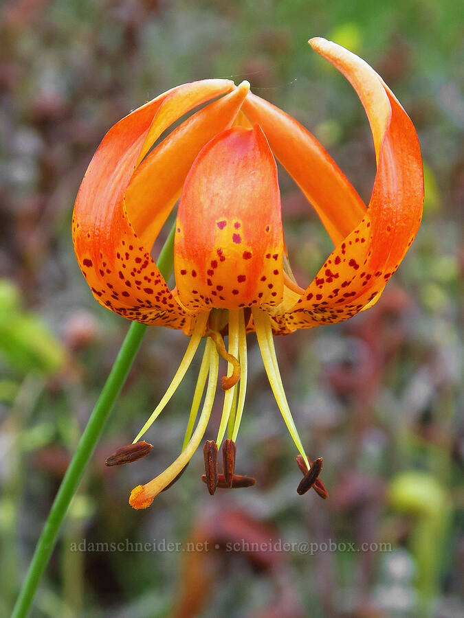 Vollmer's leopard lily (Lilium pardalinum ssp. vollmeri) [Days Gulch Botanical Area, Rogue River-Siskiyou National Forest, Josephine County, Oregon]