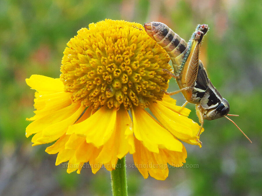 grasshopper on sneezeweed (Helenium bigelovii) [Days Gulch Botanical Area, Rogue River-Siskiyou National Forest, Josephine County, Oregon]