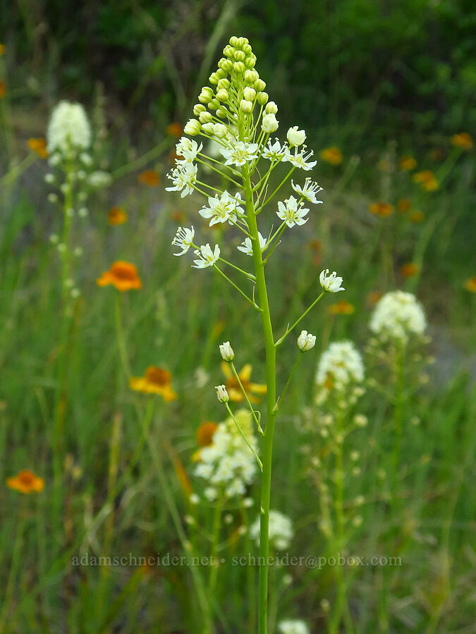 death-camas (Toxicoscordion sp. (Zigadenus sp.)) [Days Gulch Botanical Area, Rogue River-Siskiyou National Forest, Josephine County, Oregon]