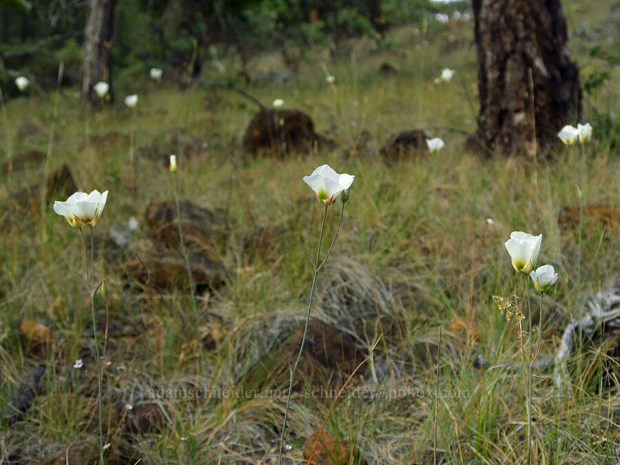 Howell's mariposa lilies (Calochortus howellii) [Eight Dollar Mountain Botanical Area, Rogue River-Siskiyou National Forest, Josephine County, Oregon]
