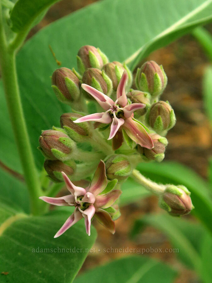 showy milkweed (Asclepias speciosa) [Siskiyou Field Institute, Josephine County, Oregon]