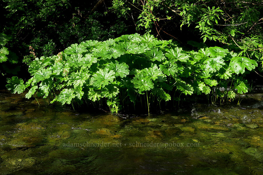 Indian-rhubarb (umbrella plant) leaves (Darmera peltata) [Siskiyou Field Institute, Josephine County, Oregon]