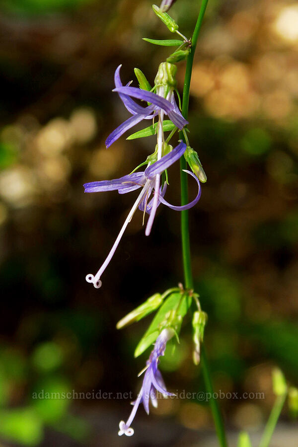 California harebell (Smithiastrum prenanthoides (Campanula prenanthoides) (Asyneuma prenanthoides)) [Eight Dollar Mountain ACEC, Rogue River-Siskiyou National Forest, Josephine County, Oregon]
