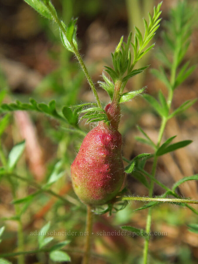 wasp gall on Josephine horkelia (Diastrophus sp., Horkelia congesta ssp. nemorosa) [Eight Dollar Mountain ACEC, Rogue River-Siskiyou National Forest, Josephine County, Oregon]