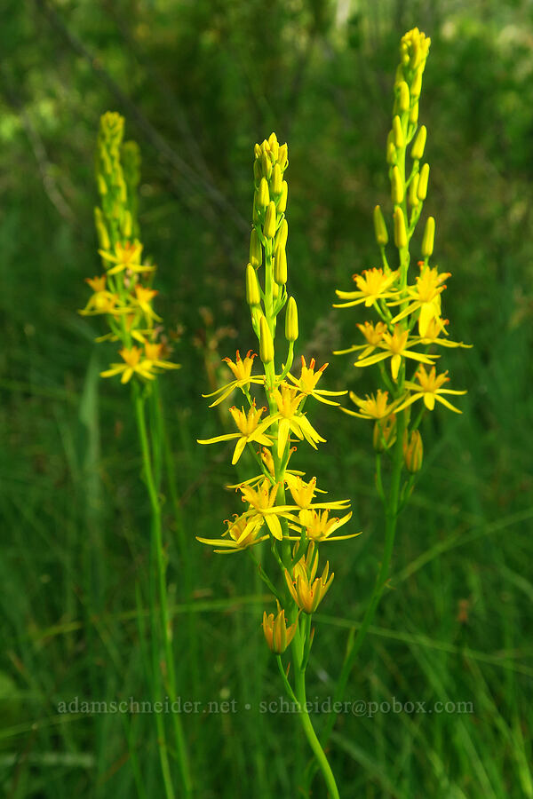 California bog asphodel (Narthecium californicum) [Eight Dollar Mountain ACEC, Rogue River-Siskiyou National Forest, Josephine County, Oregon]