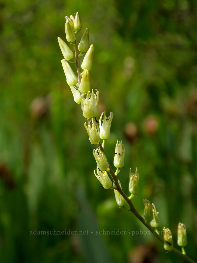large-flowered rush-lily (Hastingsia bracteosa) [Eight Dollar Mountain ACEC, Rogue River-Siskiyou National Forest, Josephine County, Oregon]