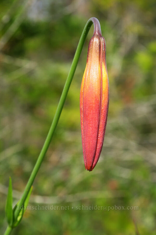 Vollmer's leopard lily, budding (Lilium pardalinum ssp. vollmeri) [Eight Dollar Mountain ACEC, Rogue River-Siskiyou National Forest, Josephine County, Oregon]
