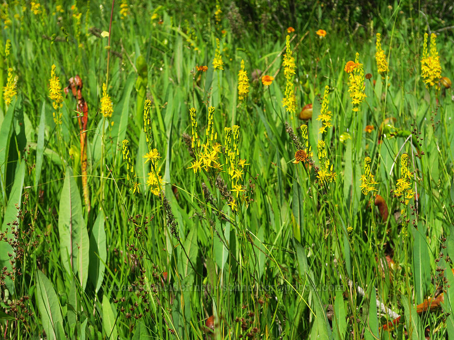 bog asphodel flowers & coneflower leaves (Narthecium californicum, Rudbeckia glaucescens (Rudbeckia californica var. glauca)) [Eight Dollar Mountain ACEC, Rogue River-Siskiyou National Forest, Josephine County, Oregon]