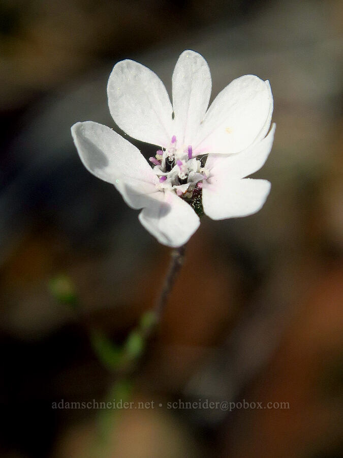 rough eyelash-weed (Blepharipappus scaber) [Eight Dollar Mountain ACEC, Rogue River-Siskiyou National Forest, Josephine County, Oregon]