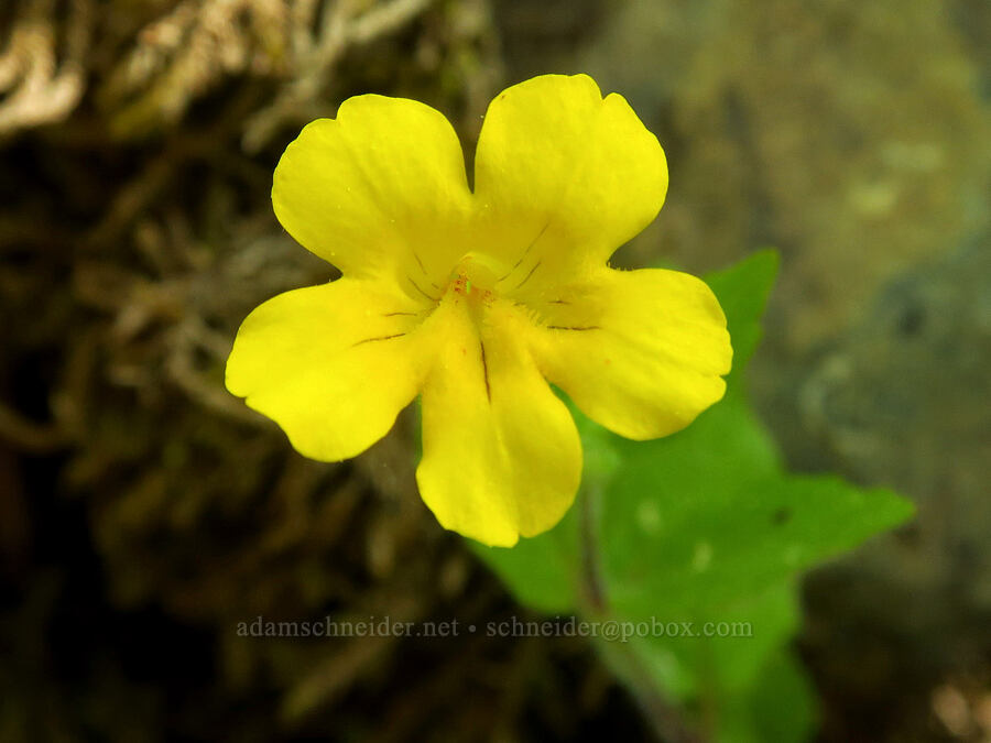 musk monkeyflower (Erythranthe moschata (Mimulus moschatus)) [Eight Dollar Mountain ACEC, Rogue River-Siskiyou National Forest, Josephine County, Oregon]