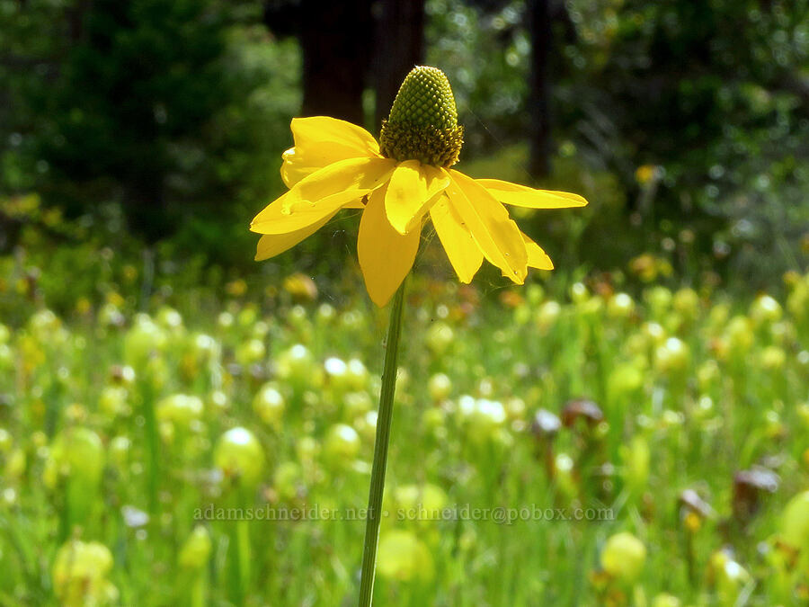 waxy coneflower (Rudbeckia glaucescens (Rudbeckia californica var. glauca)) [Little Falls Loop Trail, Rogue River-Siskiyou National Forest, Josephine County, Oregon]