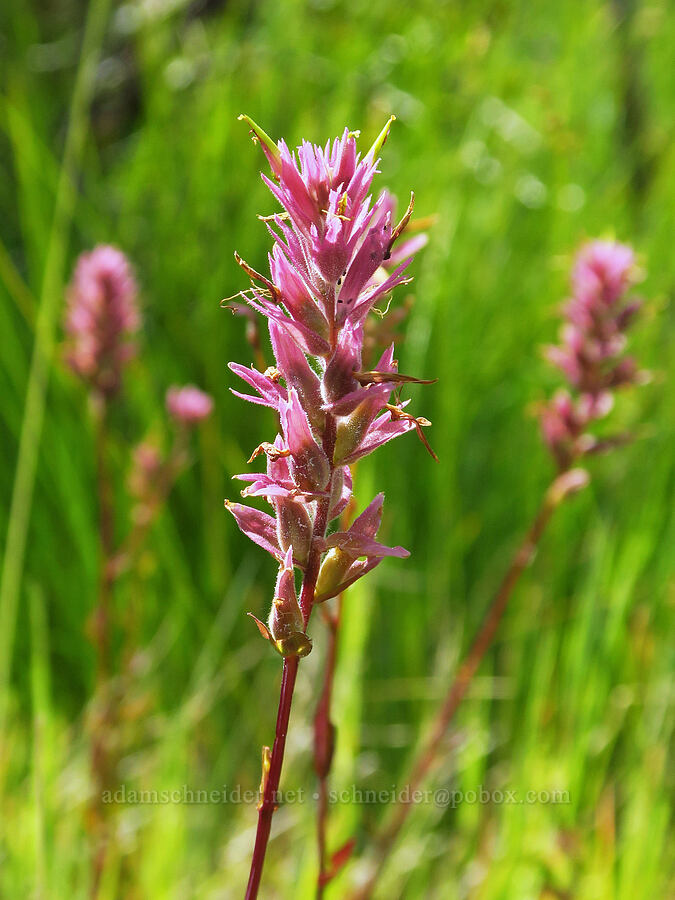Siskiyou paintbrush (Castilleja elata (Castilleja miniata ssp. elata)) [Little Falls Loop Trail, Rogue River-Siskiyou National Forest, Josephine County, Oregon]