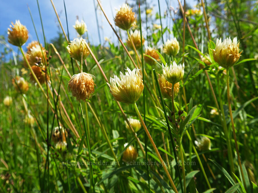 long-stalked clover (Trifolium longipes) [Little Falls Loop Trail, Rogue River-Siskiyou National Forest, Josephine County, Oregon]