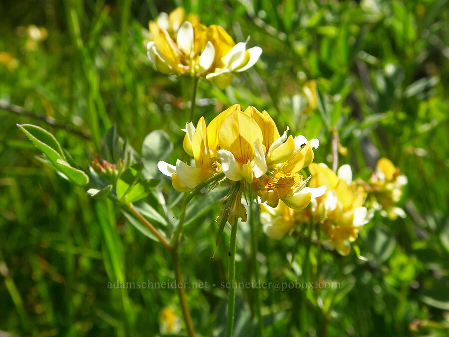 streambank bird's-foot trefoil (Hosackia oblongifolia (Lotus oblongifolius)) [Little Falls Loop Trail, Rogue River-Siskiyou National Forest, Josephine County, Oregon]