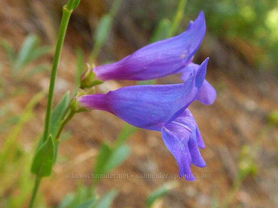 azure penstemon (Penstemon azureus var. azureus) [Little Falls Loop Trail, Rogue River-Siskiyou National Forest, Josephine County, Oregon]