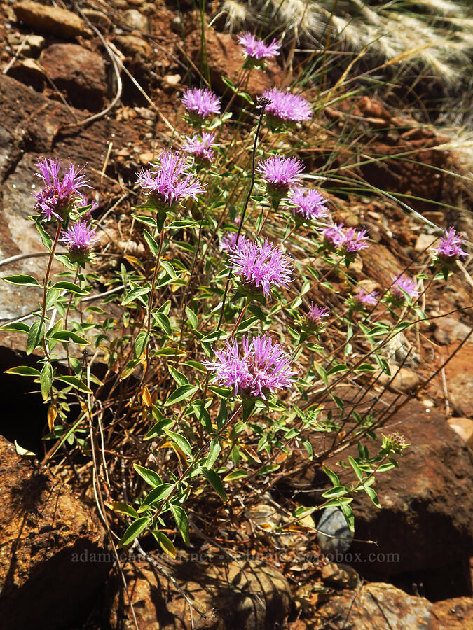 Shelton's coyote mint (Monardella sheltonii (Monardella villosa ssp. sheltonii)) [Little Falls Loop Trail, Rogue River-Siskiyou National Forest, Josephine County, Oregon]