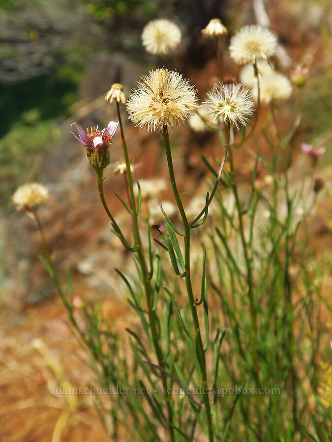 leafy fleabane, gone to seed (Erigeron foliosus var. confinis) [Little Falls Loop Trail, Rogue River-Siskiyou National Forest, Josephine County, Oregon]