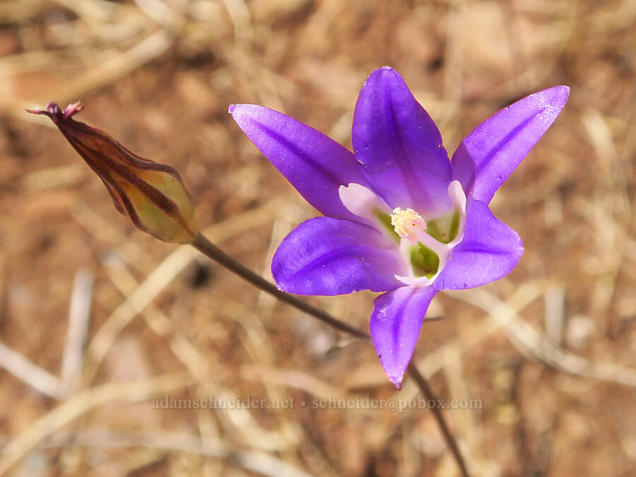 elegant brodiaea (Brodiaea elegans) [Little Falls Loop Trail, Rogue River-Siskiyou National Forest, Josephine County, Oregon]