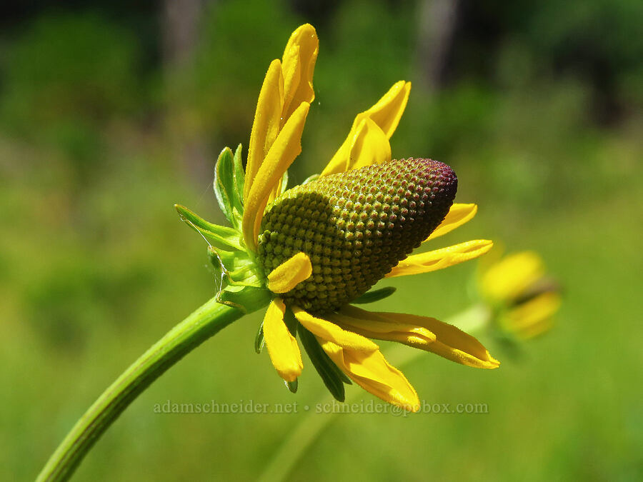 waxy coneflower (Rudbeckia glaucescens (Rudbeckia californica var. glauca)) [Eight Dollar Mountain Botanical Area, Rogue River-Siskiyou National Forest, Josephine County, Oregon]